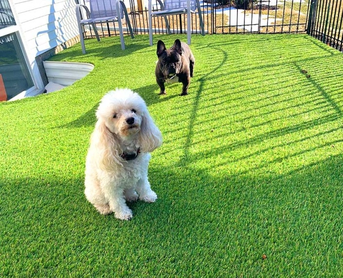 poodle and french bulldog on outdoor bet turf