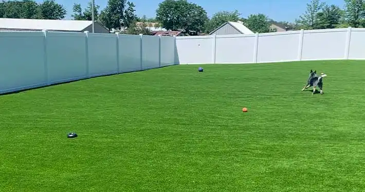 dog playing fetch inside of a fenced in yard with artificial grass lawn installation