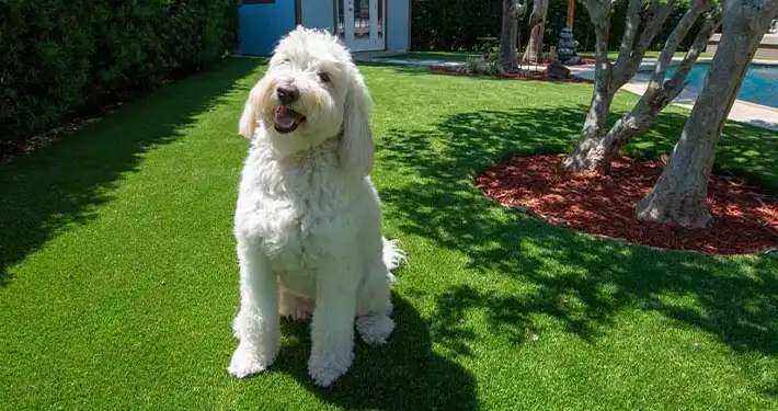 poodle sitting on synthetic pet turf sitting down and looking cutely at the camera