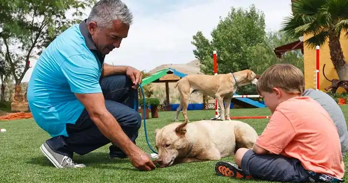 cesar millan giving a laying down dog a treat on top of fake grass for dogs