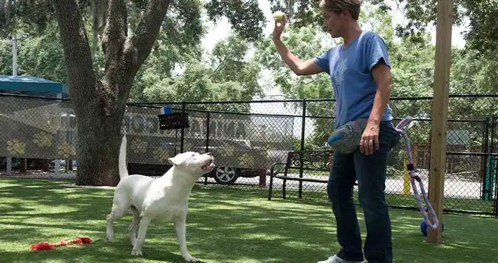 person holding a ball over an eager dog on pet turf