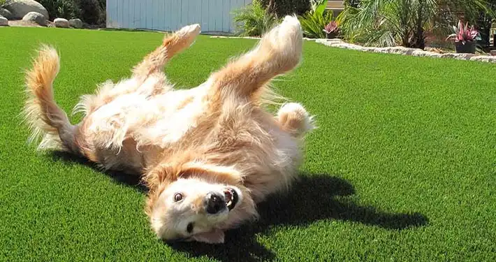 cute golden retriever rolling around on back looking at camera on artificial pet grass