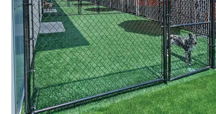 dog inside of fence at a doggy boarding facility using synthetic pet turf