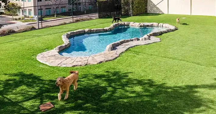 beautiful yard with rock landscaping pool and dogs playing happily on the surrounding pristine fake pet turf