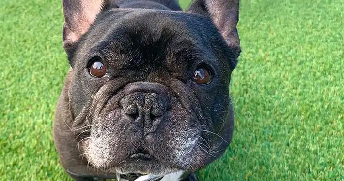close up of a cute french bulldog looking at the camera on fake dog grass