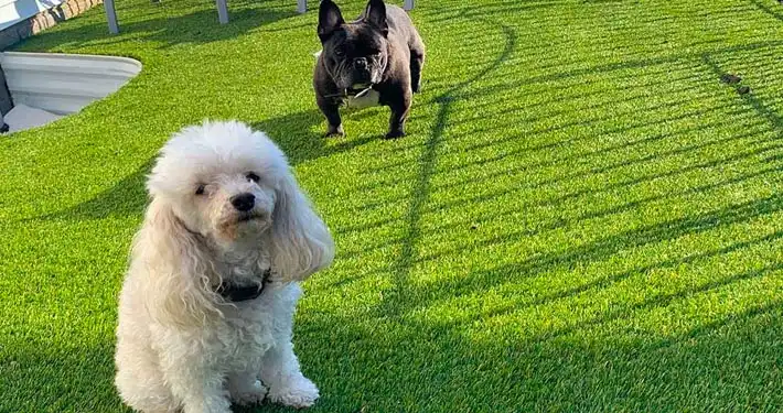 french bulldog and miniature poodle looking at the camera while they enjoy their outdoor pet friendly artificial grass