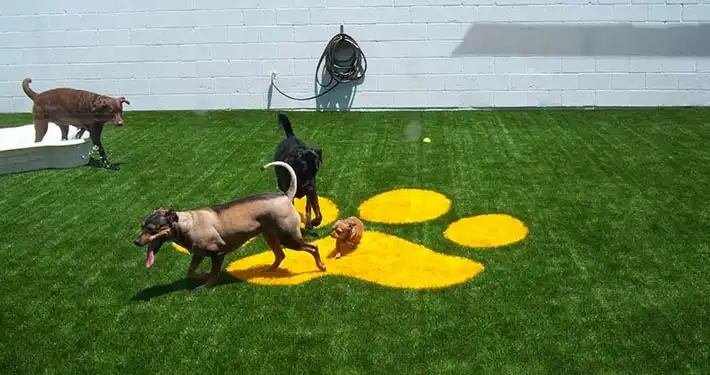 dogs playing on pet turf with a large paw print design.